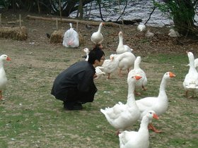 ../2000/05/07-charles_river-MA-geese-nora.jpg