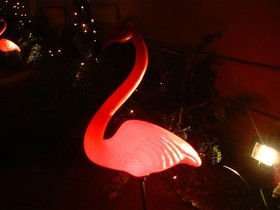 ../2001/02/08-miami-FL-flamingo.jpg