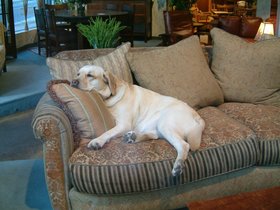 sleeping dog
