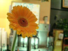 1369 flower