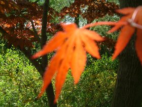 leaf