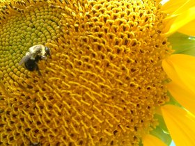brooklyn sunflower with bee