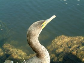 ../2004/01/06-miami-FL-everglades-double-crested-cormorants.jpg