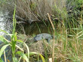 ../2004/01/06-miami-FL-everglades-grass-alligator.jpg
