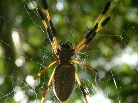 ../2004/01/06-miami-FL-everglades-spider.jpg