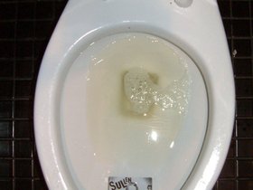 14-brooklyn-NY-cat-power-toilet.jpg