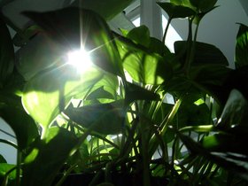plant sun