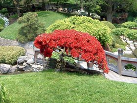 13-brooklyn_botanical-red-garden-tree.jpg