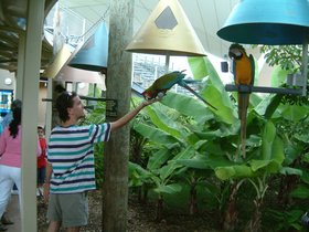 ../2004/08/03-miami-FL-parrot-greg.jpg