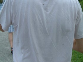 ../2004/08/06-everglades-FL-miami-everglade-mosquitoes-shirt.jpg
