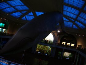 ../2006/06/26-amnh-NY-whale.jpg