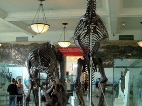 ../2006/06/26-dinosaur-amnh-NY.jpg