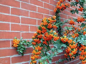 07-brooklyn-NY-autumn-berries.jpg