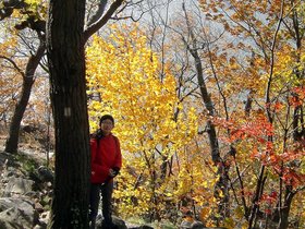 25-breakneck-NY-nora-tree.jpg