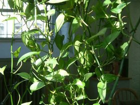 25-brooklyn-NY-plant.jpg