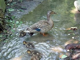 05-rose-brooklyn-NY-garden-duck.jpg