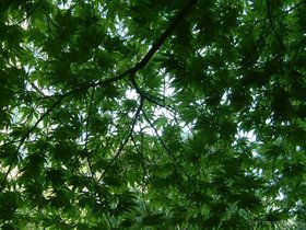 ../2007/06/05-rose-brooklyn-NY-garden-maple-leaf.jpg