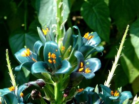 05-rose-brooklyn-NY-garden.jpg