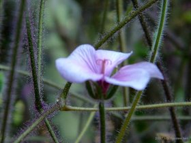 05-rose-brooklyn-NY-garden_1.jpg