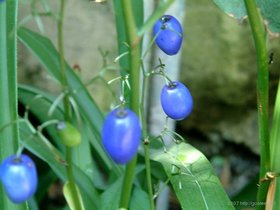 05-rose-brooklyn-NY-garden_2.jpg