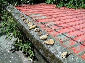 ../2007/08/06-1333-by_nora-beach-drying-fruit-bynora.jpg
