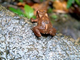 ../2007/08/07-1013-by_nora-hi-falls-frog-bynora.jpg
