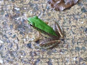 ../2007/08/07-1016-wufengchi-TWN-falls-frog.jpg