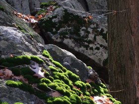 24-0928-harriman_park-NY-st-park-moss.jpg