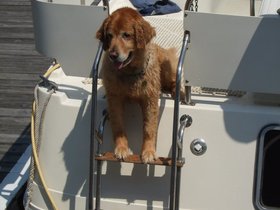 21-1306-fire_island-NY-boat-dog.jpg