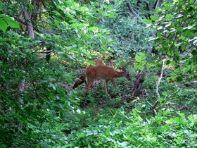 fire_island (49)