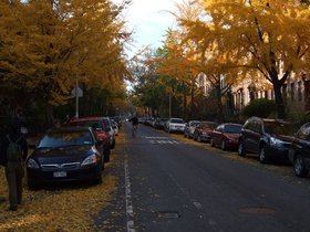 ../2008/11/09-1347-leaf-brooklyn-NY-street.jpg