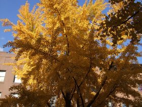 ../2008/11/09-1348-brooklyn-NY-ginkgo-leaf.jpg
