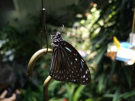 ../2008/12/07-1229-ny-amnh-NY-butterfly.jpg