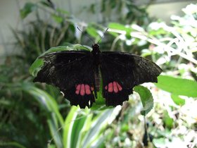 ../2008/12/07-1231-ny-amnh-NY-butterfly.jpg