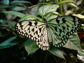 ../2008/12/07-1234-ny-amnh-NY-butterfly-black-white.jpg