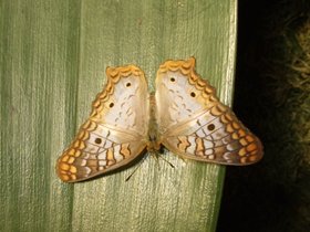 ../2008/12/07-1242-ny-amnh-NY-butterfly-pattern.jpg