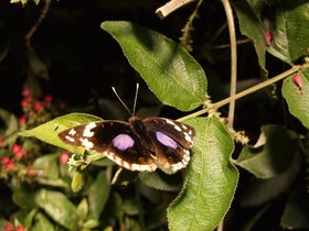 ../2008/12/07-1242-ny-amnh-NY-butterfly-purple-eye.jpg