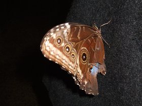 ../2008/12/07-1243-ny-amnh-NY-butterfly-on-coat.jpg