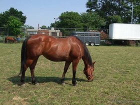 ../2009/06/07-1529-randalls-NY-island-horse-brown.jpg