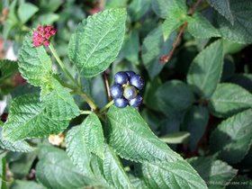 07-1345-si-snug_harbor-berries.jpg