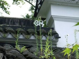 07-1455-si-snug_harbor-scholars-garden-tile-weeds.jpg