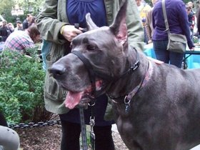../2009/09/26-1820-dog-parade-great-dane.jpg