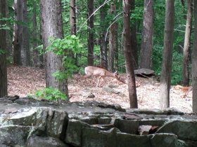 07-1425-cunningham-park-camping-MD-deer.jpg