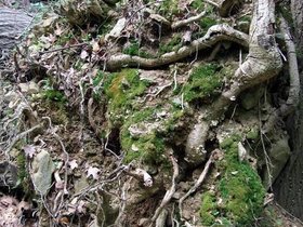 07-1430-md-cunningham-park-camping-roots.jpg