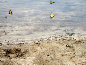 07-1520-cunningham-park-camping-butterfly-MD-lake.jpg