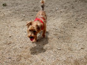 ../2011/06/26-1142-dog-run-casper-park.jpg