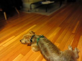 03-2054-cambridge-MA-dog-home-casper.jpg