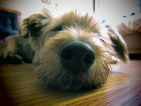04-1819-macro-casper-closeup-nose-dog.jpg
