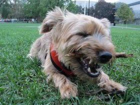 04-1950-casper-chewing-stick-dog.jpg
