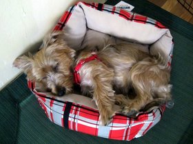 12-1308-cambridge-MA-dog-casper-sleeping.jpg
